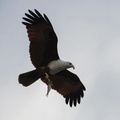 Brahminy Kite, Rameshwaram, India